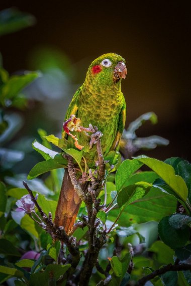 138 San Gerardo de Dota, chiriqui parkiet.jpg